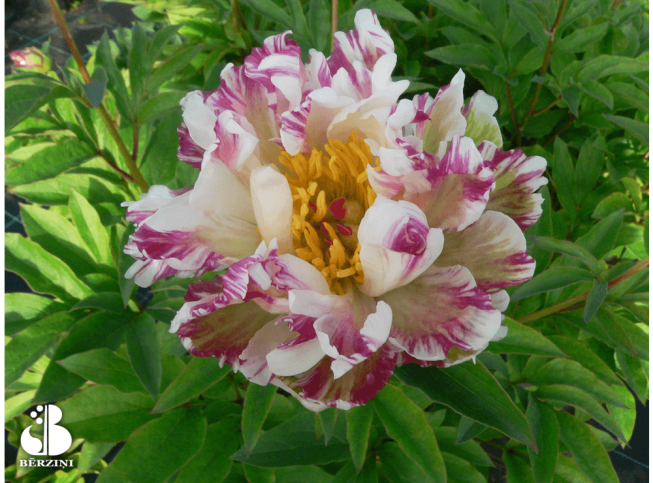 Paeonia lactiflora   'Peppermint Patty'